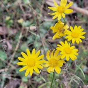 Senecio madagascariensis at Wombeyan Caves, NSW - 31 May 2023