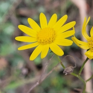 Senecio madagascariensis at Wombeyan Caves, NSW - 31 May 2023