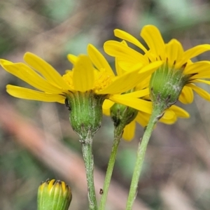 Senecio madagascariensis at Wombeyan Caves, NSW - 31 May 2023