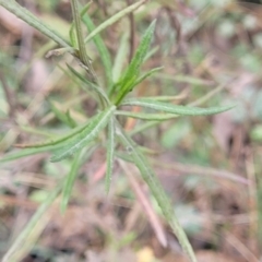 Senecio madagascariensis at Wombeyan Caves, NSW - 31 May 2023