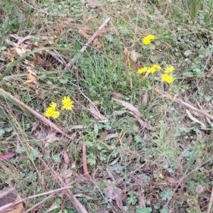 Senecio madagascariensis at Wombeyan Caves, NSW - 31 May 2023