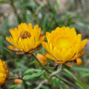 Xerochrysum bracteatum at Wombeyan Caves, NSW - 31 May 2023