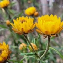 Xerochrysum bracteatum at Wombeyan Caves, NSW - 31 May 2023