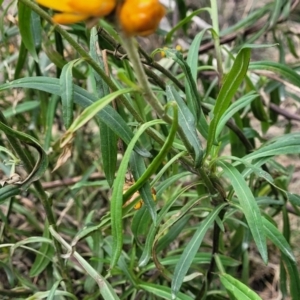 Xerochrysum bracteatum at Wombeyan Caves, NSW - 31 May 2023