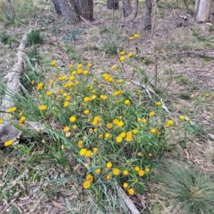 Xerochrysum bracteatum at Wombeyan Caves, NSW - 31 May 2023