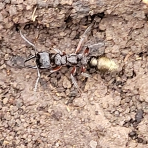 Myrmecia fulvipes at Wombeyan Caves, NSW - 31 May 2023 10:33 AM