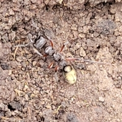 Myrmecia fulvipes at Wombeyan Caves, NSW - 31 May 2023