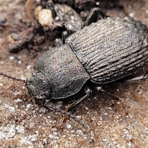 Seirotrana sp. (genus) at Wombeyan Caves, NSW - 31 May 2023