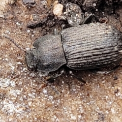 Seirotrana sp. (genus) at Wombeyan Caves, NSW - 31 May 2023