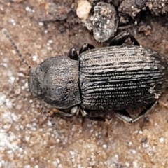 Seirotrana sp. (genus) at Wombeyan Caves, NSW - 31 May 2023