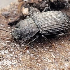 Seirotrana sp. (genus) at Wombeyan Caves, NSW - 31 May 2023