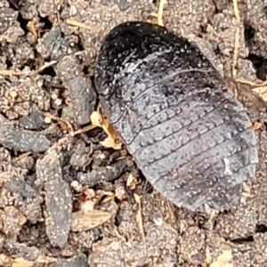 Molytria perplexa at Wombeyan Caves, NSW - 31 May 2023