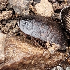 Molytria perplexa at Wombeyan Caves, NSW - 31 May 2023