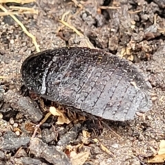 Molytria perplexa at Wombeyan Caves, NSW - 31 May 2023