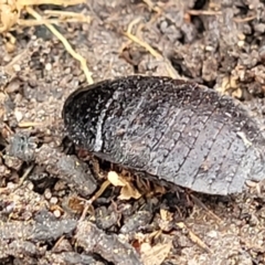 Molytria perplexa at Wombeyan Caves, NSW - 31 May 2023