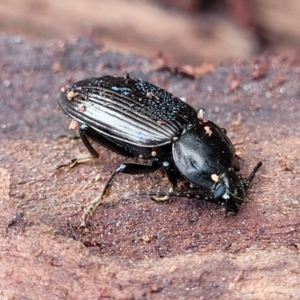 Adelium sp. (genus) at Wombeyan Caves, NSW - 31 May 2023