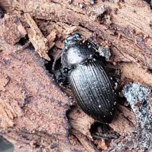 Adelium sp. (genus) at Wombeyan Caves, NSW - 31 May 2023 10:27 AM