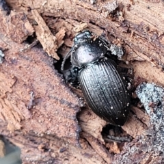 Adelium sp. (genus) at Wombeyan Caves, NSW - 31 May 2023 10:27 AM