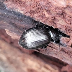 Adelium sp. (genus) at Wombeyan Caves, NSW - 31 May 2023