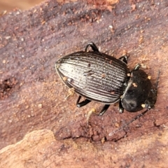 Adelium sp. (genus) at Wombeyan Caves, NSW - 31 May 2023 10:27 AM