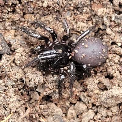 Atrax or Hadronyche sp. (genus) (Funnelweb spider) at Wombeyan Caves, NSW - 31 May 2023 by trevorpreston