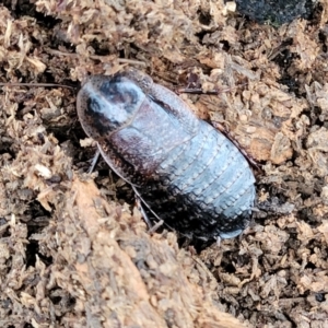 Molytria perplexa at Wombeyan Caves, NSW - 31 May 2023