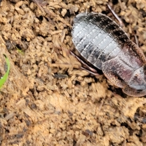 Molytria perplexa at Wombeyan Caves, NSW - 31 May 2023