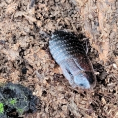 Molytria perplexa at Wombeyan Caves, NSW - 31 May 2023