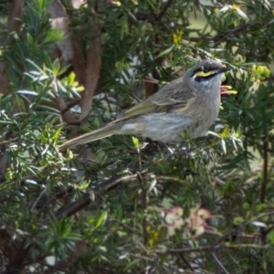 Caligavis chrysops at Higgins, ACT - suppressed