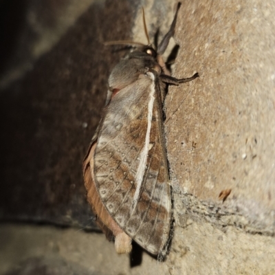 Oxycanus dirempta (Variable Oxycanus) at Kambah, ACT - 31 May 2023 by MatthewFrawley