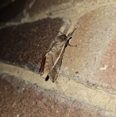 Oxycanus dirempta at Kambah, ACT - 31 May 2023 09:18 PM