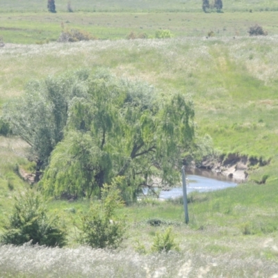 Salix babylonica (Weeping Willow) at Macgregor, ACT - 25 Nov 2022 by michaelb