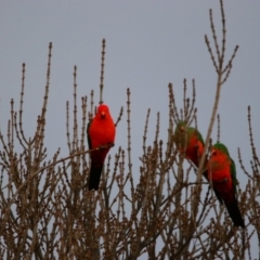 Alisterus scapularis (Australian King-Parrot) at Richardson, ACT - 31 May 2023 by MB