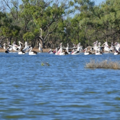 Pelecanus conspicillatus (Australian Pelican) at Scotia, NSW - 11 Feb 2023 by MB