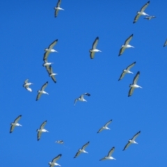 Pelecanus conspicillatus (Australian Pelican) at Anabranch North, NSW - 13 Feb 2023 by MB