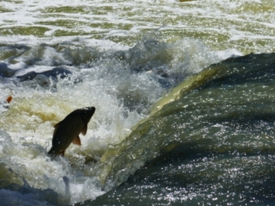 Cyprinus carpio (Common Carp) at Anabranch South, NSW - 13 Feb 2023 by MB