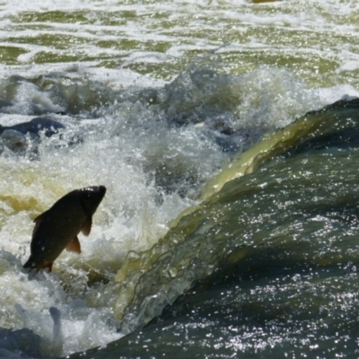 Unidentified Carp at Anabranch South, NSW - 13 Feb 2023 by MB