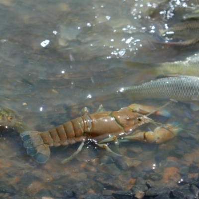 Cherax sp. at Anabranch South, NSW - 13 Feb 2023 by MB