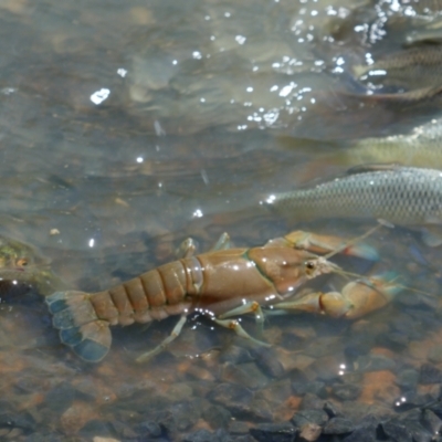 Unidentified Freshwater Crayfish at Anabranch South, NSW - 13 Feb 2023 by MB
