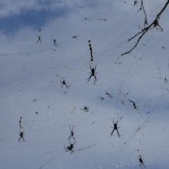 Unidentified Spider at Anabranch North, NSW - 13 Feb 2023 by MB