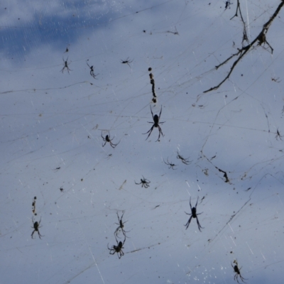 Unidentified Spider at Anabranch North, NSW - 13 Feb 2023 by MB