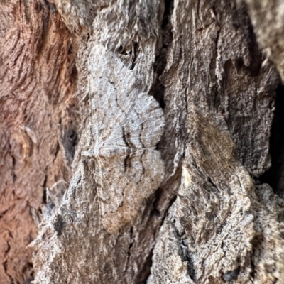 Didymoctenia exsuperata (Thick-lined Bark Moth) at Campbell Park Woodland - 25 Feb 2023 by Pirom