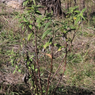 Olearia lirata (Snowy Daisybush) at Stirling Park - 13 May 2023 by AndyRoo