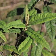 Olearia lirata at Yarralumla, ACT - 13 May 2023