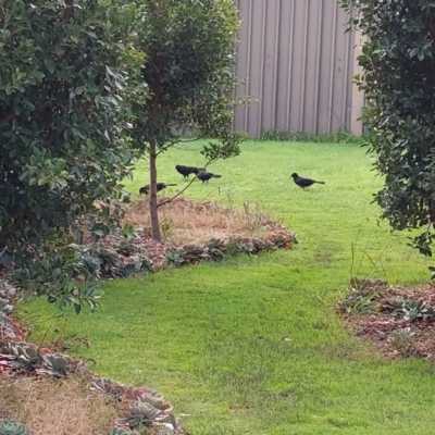 Corcorax melanorhamphos (White-winged Chough) at Wirlinga, NSW - 1 Jun 2023 by RobCook