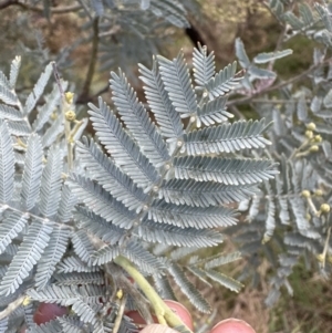 Acacia baileyana x Acacia dealbata at Aranda, ACT - 1 Jun 2023