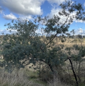 Acacia baileyana x Acacia dealbata at Aranda, ACT - 1 Jun 2023