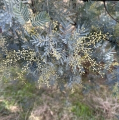 Acacia baileyana x Acacia dealbata at Aranda, ACT - 1 Jun 2023