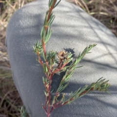 Gompholobium huegelii (Pale Wedge Pea) at Gundaroo, NSW - 1 Jun 2023 by JT1997