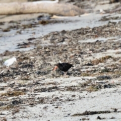 Haematopus fuliginosus (Sooty Oystercatcher) at Ulladulla, NSW - 31 May 2023 by KMcCue